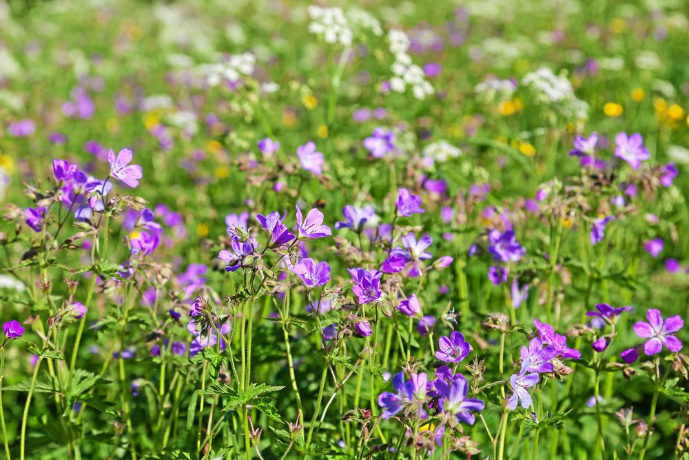En vacker sommaräng. Foto: Istock