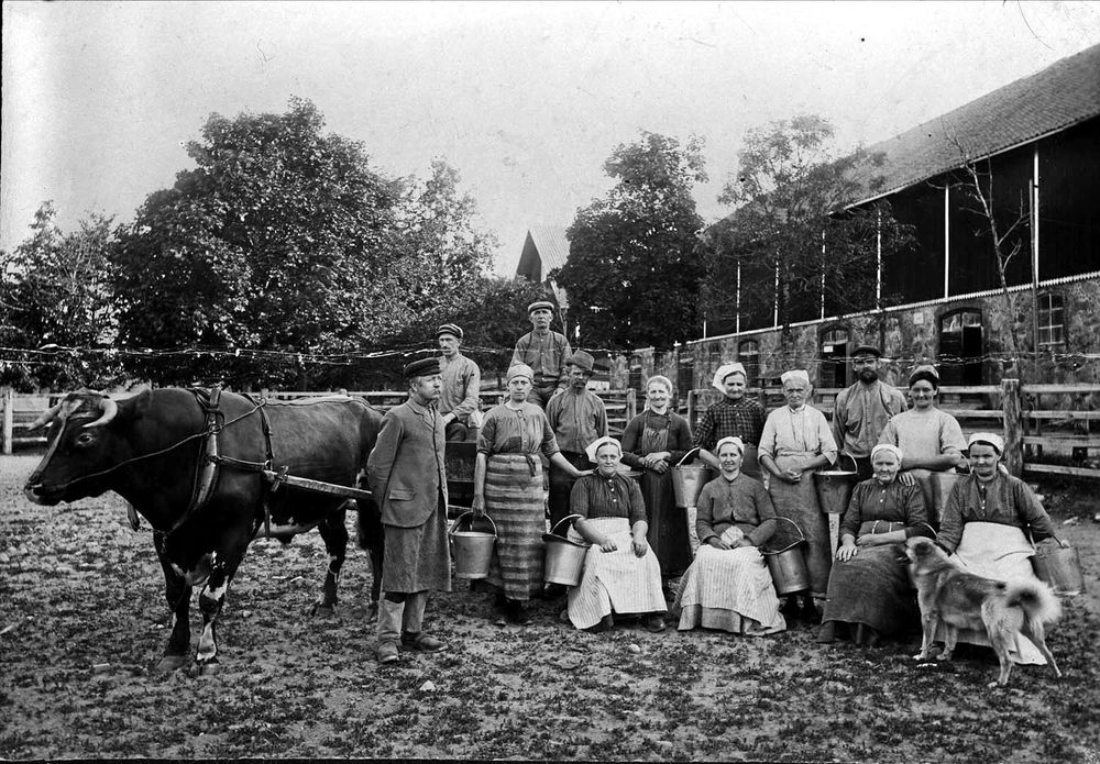 Tidstypisk bild. Mjölkerskor och lagårdskarlar, som var statare, står uppställda vid ladugården vid Julita gård i Södermanland.