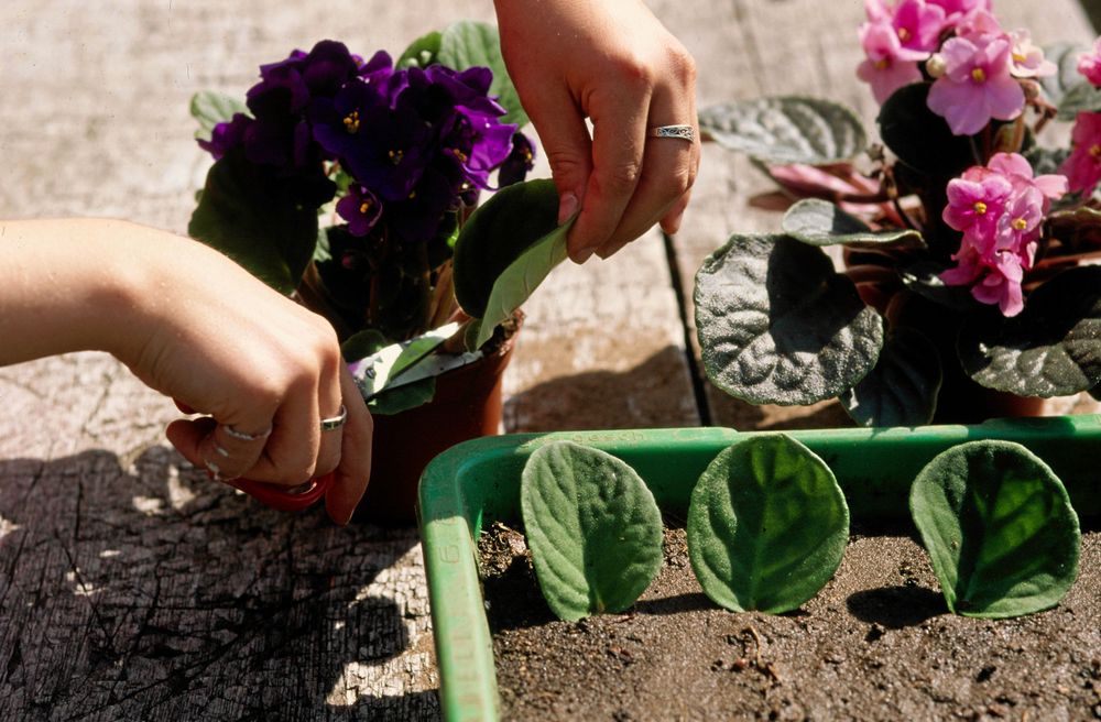 En saintpaulia blir fler med bladsticklingar.