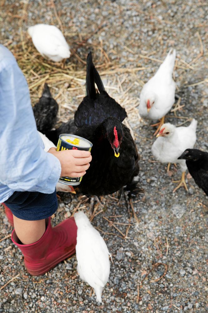 Hönsen får springa fritt på gården och har lärt sig att gömma sig för rovfåglar.