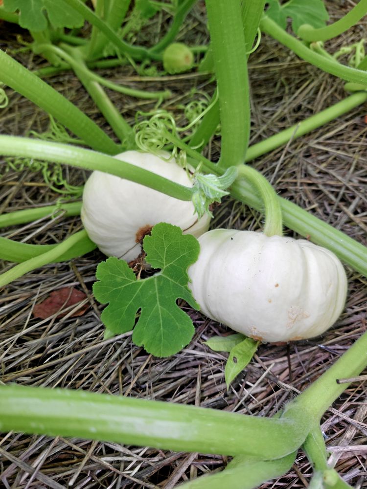 Vintersquash ’Baby Boo’ passar även som dekoration.