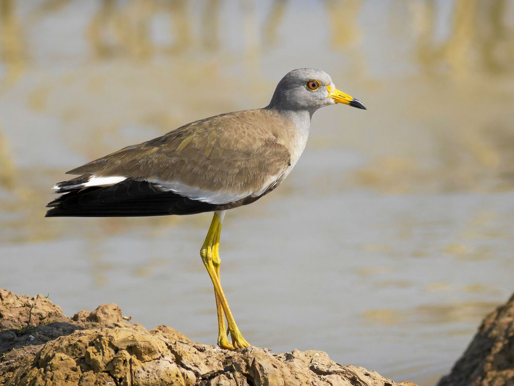 En gråhuvad vipa stannade i en vecka på en bondes marker, dit fågelskådare vallfärdade för att få en skymt.
