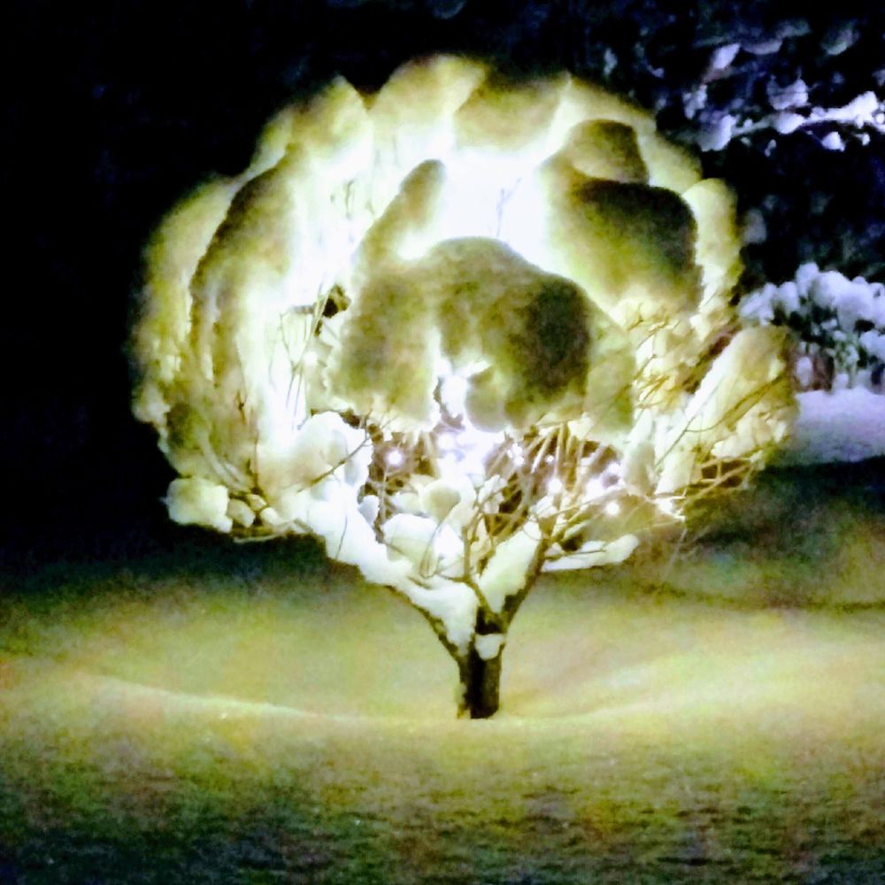 Så här vackert kan ett träd se ut! Ersmark, Skellefteå.