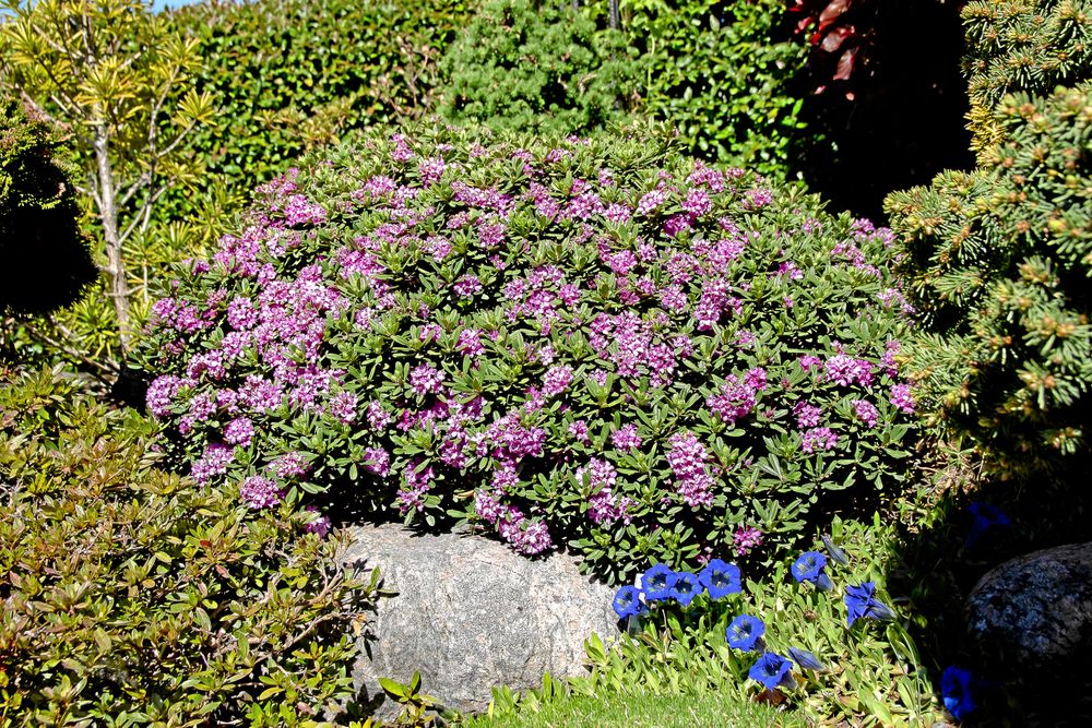 Susannatibast har ett bulligt och kompakt växtsätt och blir omkring 30 cm hög. Här tillsammans med blå gentiana.