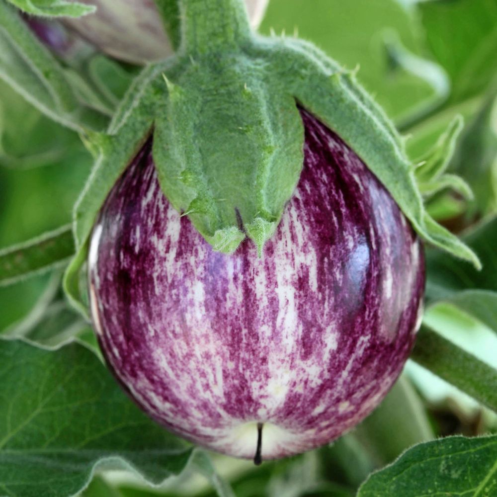 Aubergin ’Pinstripe’ ger många minifrukter.