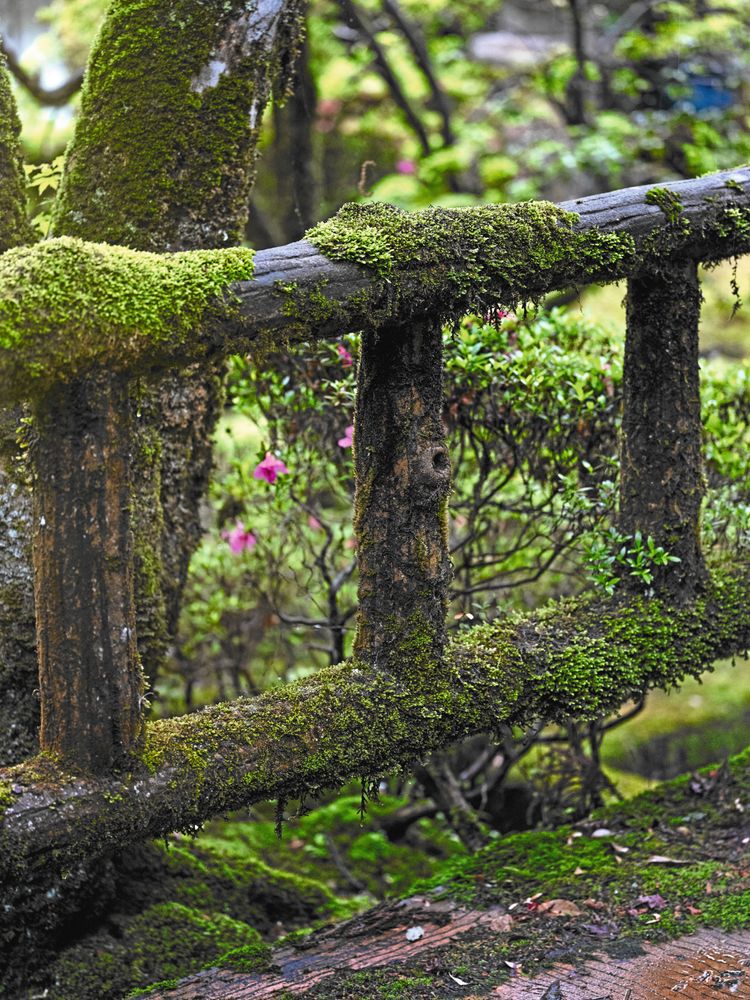 Mossa på trä. Kan transplanteras eller uppmuntras med en mosscocktail.