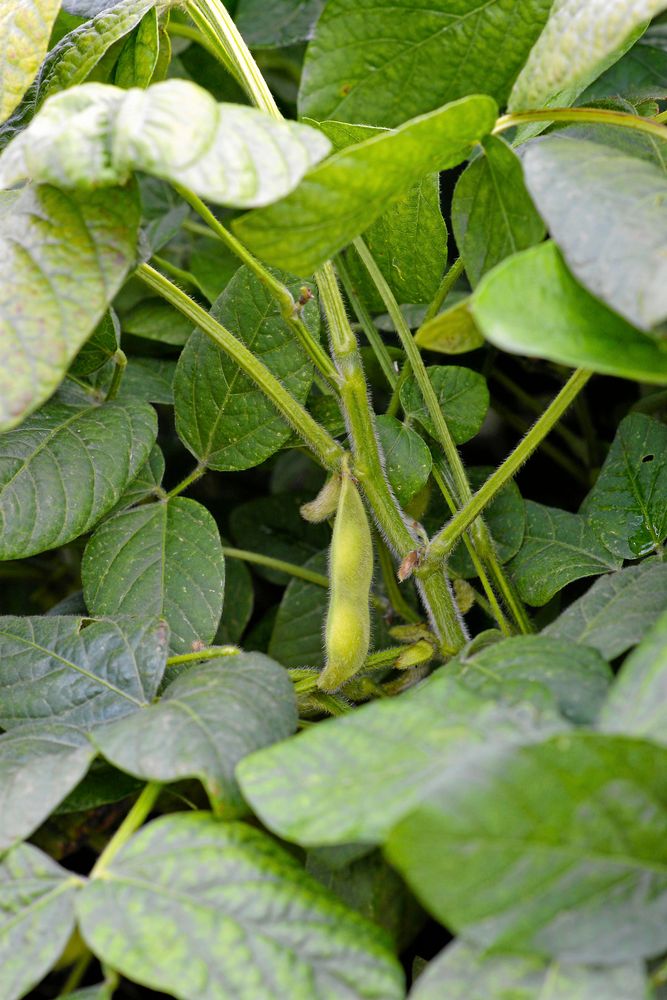 Edamamebönor är populära i vegoköket.