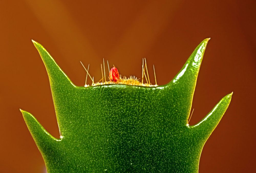 Truncata betyder avklippt. Novemberkaktusens stamdelars raka slut har gett den namnet.