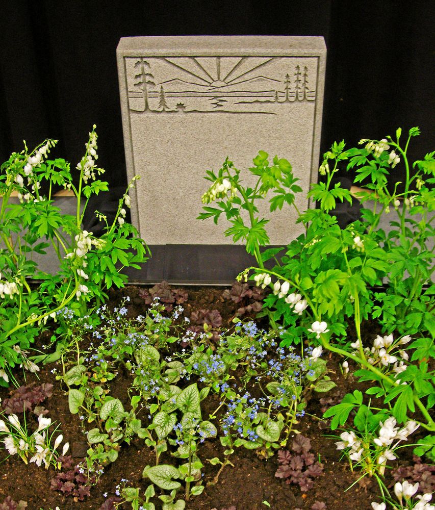 Maria Karlssons gravplantering blommar länge. Först vit krokus och vit löjtnantshjärta. Senare kommer alunroten att komplettera de mörkröda bladen med skira, rosa blommor.