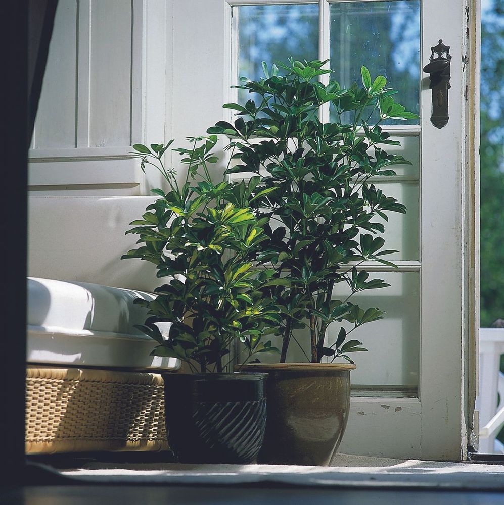 Tålig aralia med mycket blad fuktar luften.