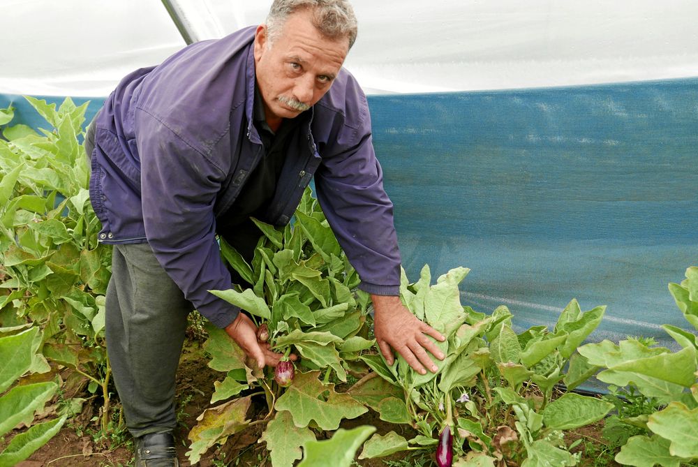 Tarek Hamisch visar upp sin närodlade aubergine från Torfolk & Vänner.