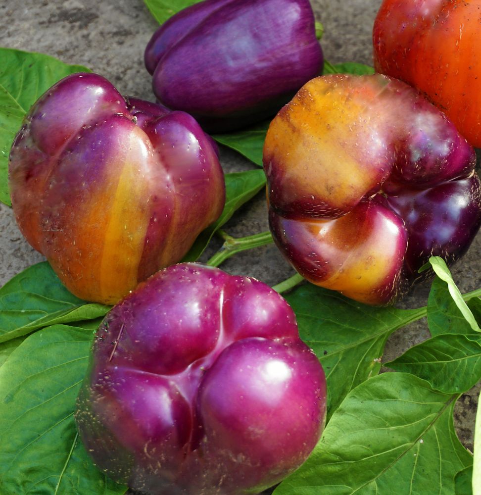 Paprika ’Loran’ är söt och krispig.