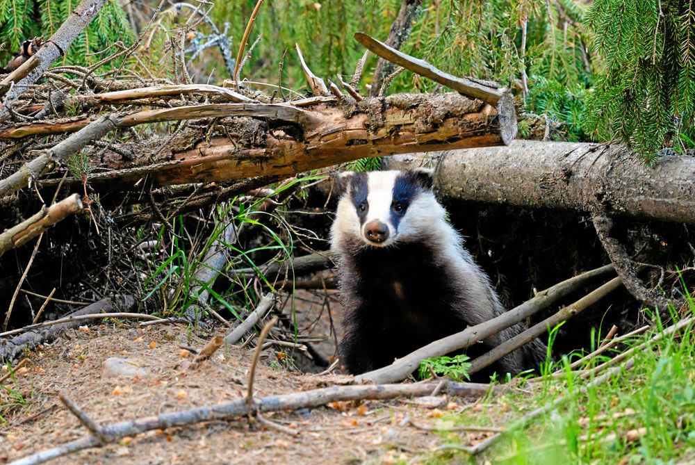 Grävlingen förlitar sig på den långa, känsliga nosen när den kommer fram i kvällningen för att leta mat. Den är allätare men daggmask är favoritfödan.