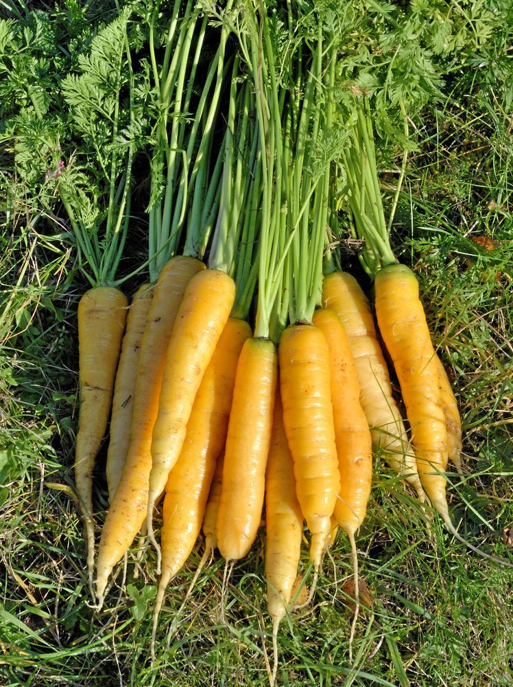 Moroten ’Solveig’ sätter färg på tallriken.