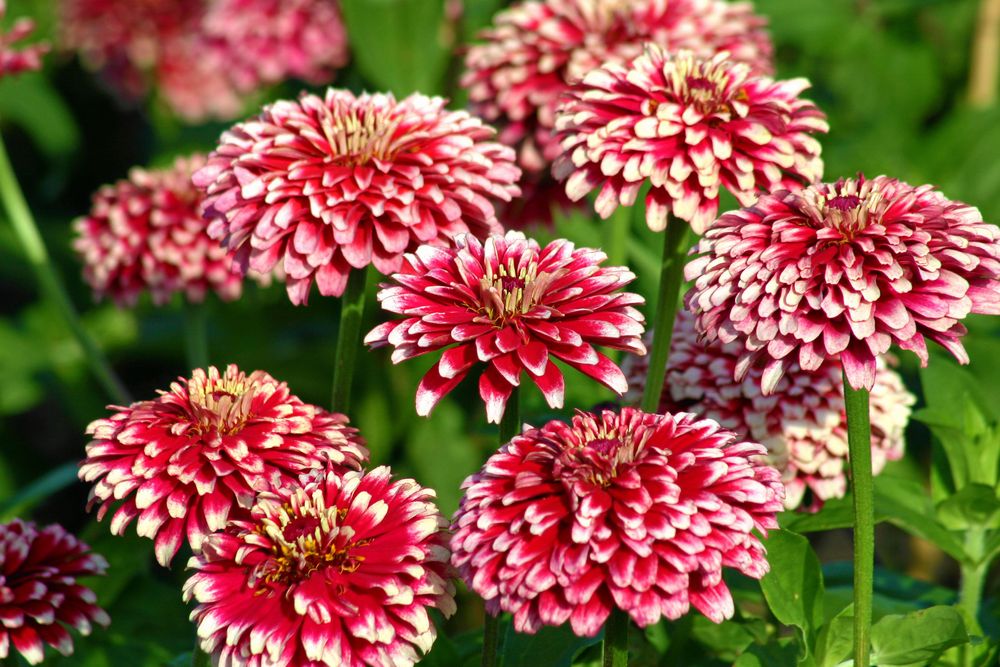 Zinnian 'Mazurka' har kjolkant i vitt.