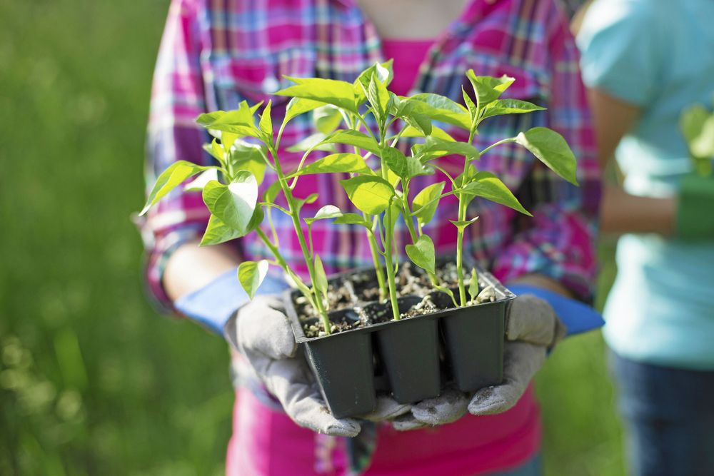 Plantor på väg ut, en liten stund i taget.