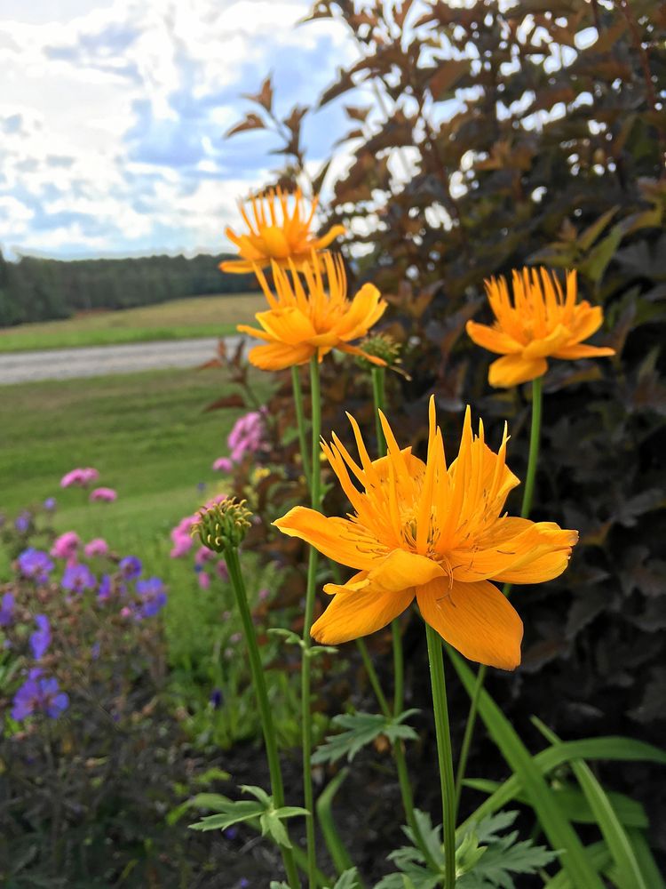 Gult som kontrast hos Märta Eklund. Smörbollen mot det mörka bladverket bakom ger djup.