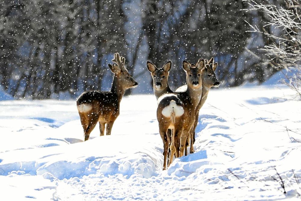 Hela 14 rådjur har hittat till Karl-Erik Larssons matplatser.