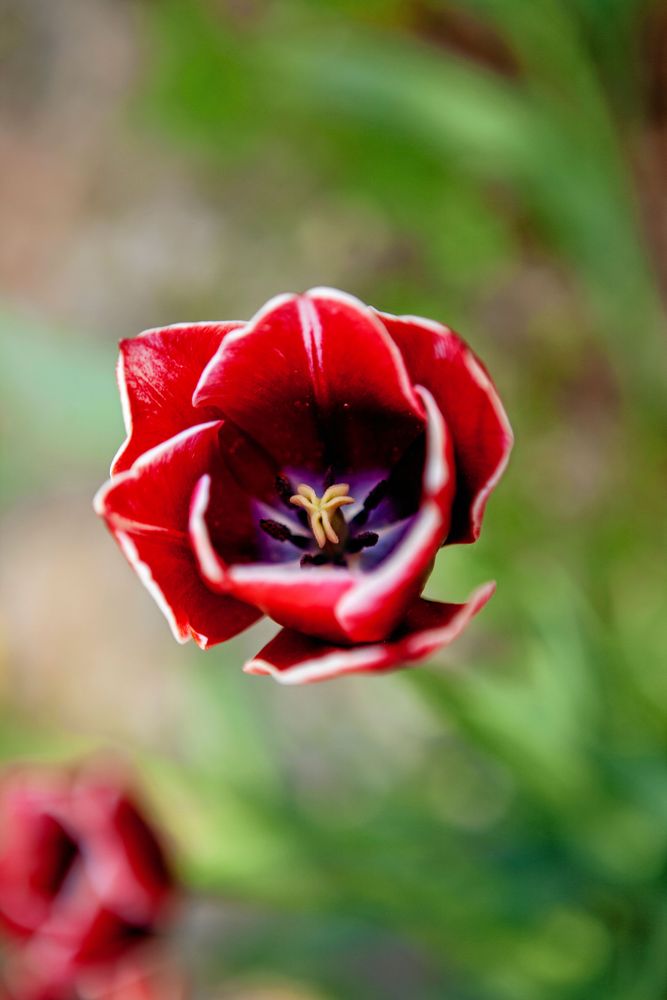 Ovanliga och vanliga sorters tulpaner samsas i odlingen - alla ekologiskt odlade.