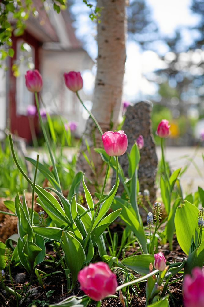 Tulpaner, tulpaner överallt på gården i ångermanländska Backsjö.