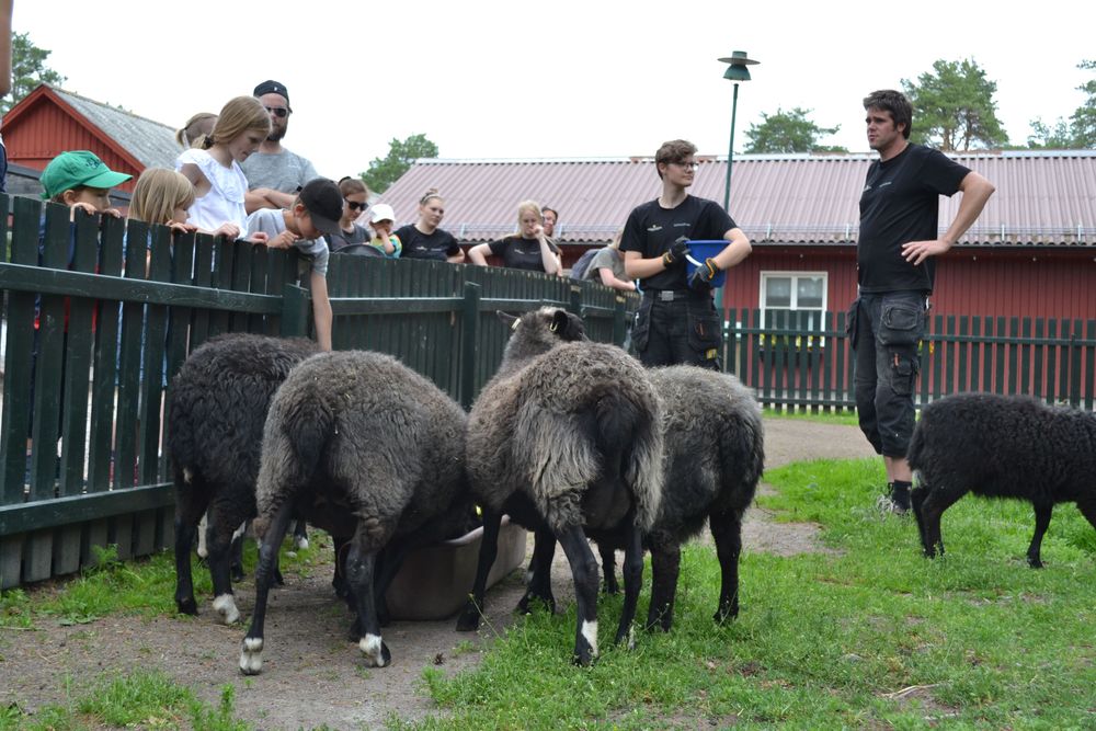 Under den dagliga utfodringsrundan ges besökarna tillfälle att ställa frågor.