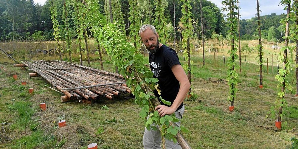 Peter Robertsson tar en av många humlestörar till bordet när kottarna plockades av.