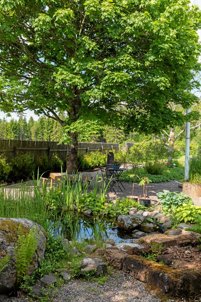 Näckrosdammen gör sig fint mot staketet byggt av gamla hässjestörar, som Åke och Eva gått på jakt efter i traktens lador.