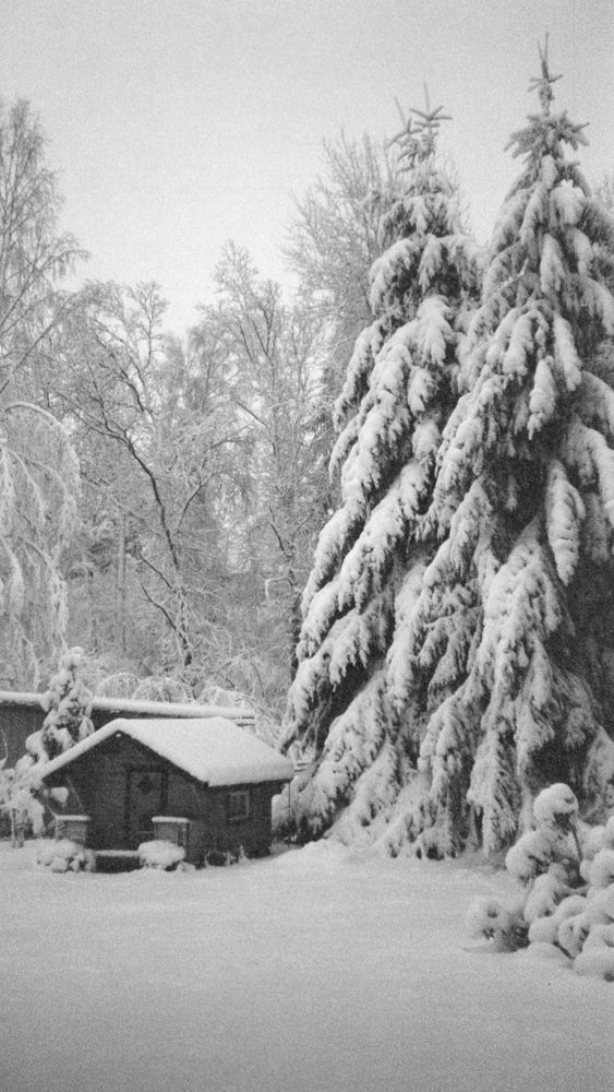 Tunga träd, och en stuga i Ålstadnäs, Trollhättan