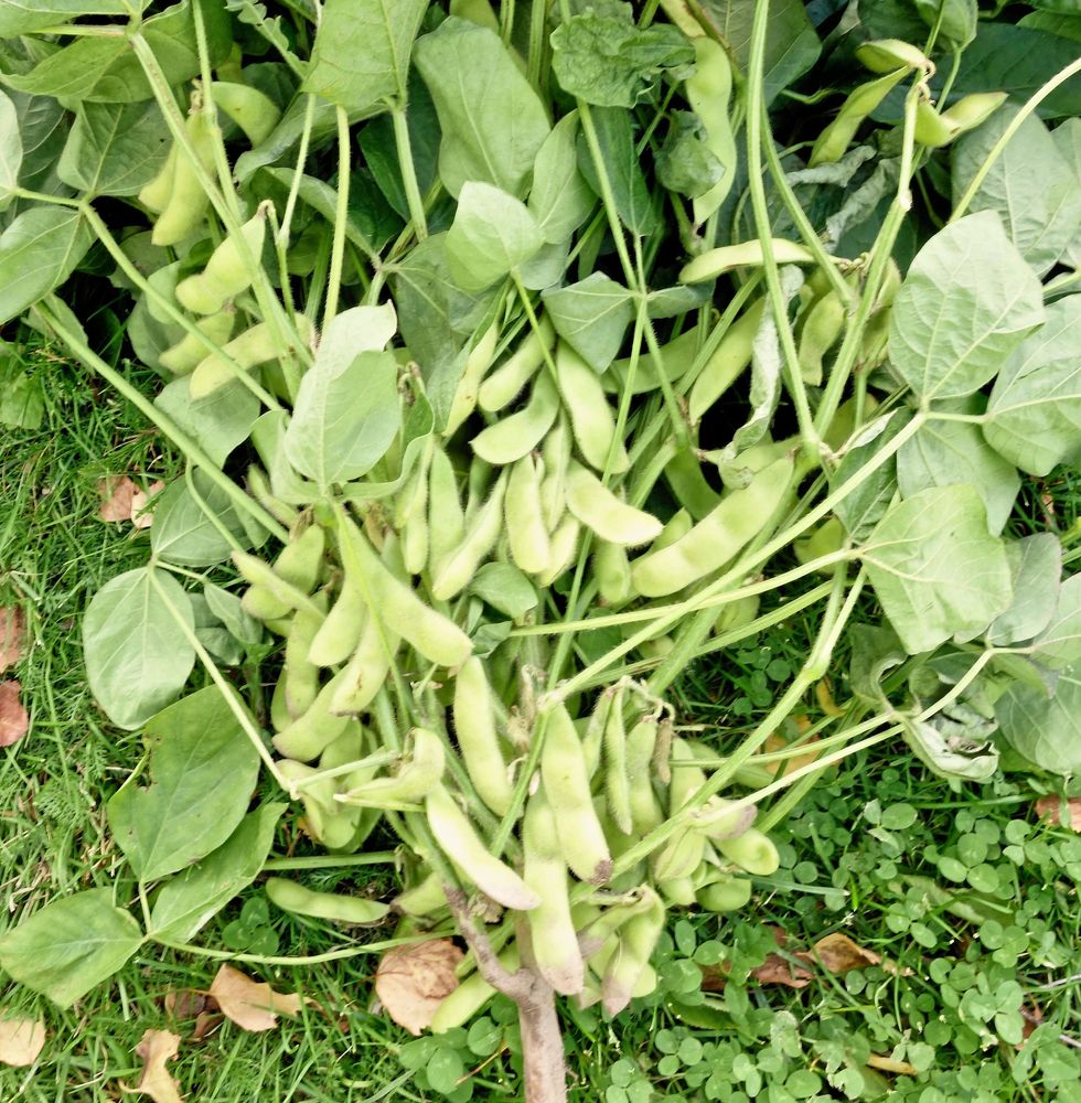 Pröva igen. Sojabönan ’Edamame Summer’ är lättare att lyckas med än vanliga sojabönor.