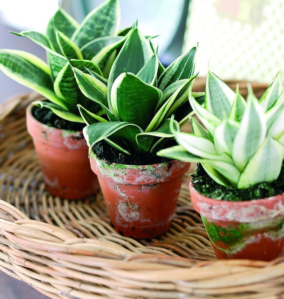 Skaffa bajonettliljor för renare luft.