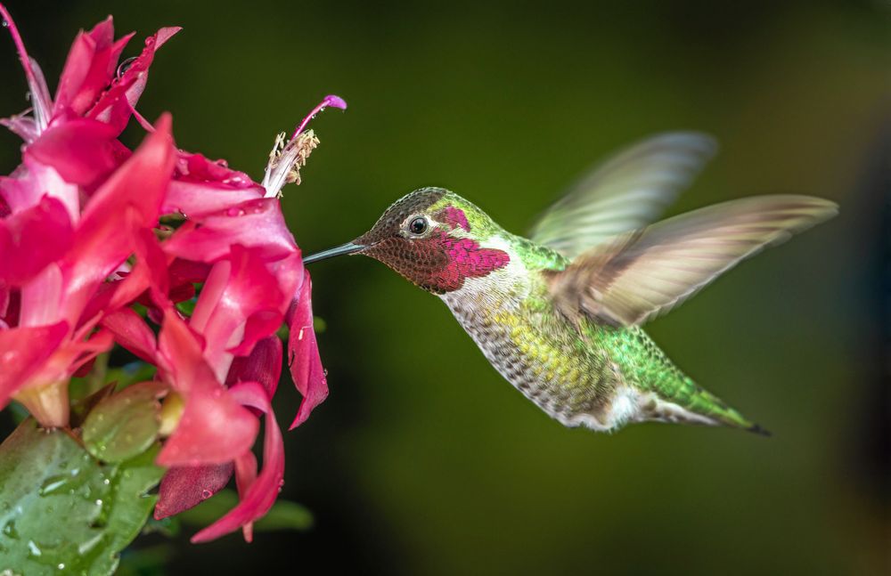 Novemberkaktusen är anpassad för kolibri-fågeln. Pollen fastnar på fågelns huvud och förs vidare.