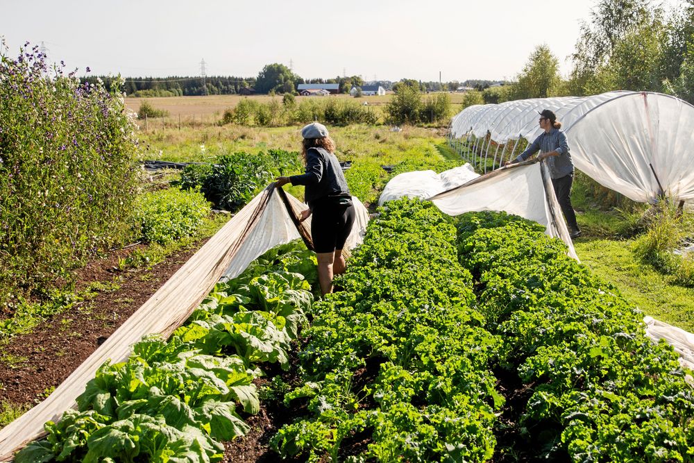 Avtäckning. Fiberdukarna som skyddar mot skadedjur tas bort för att ge släppa in solljus.