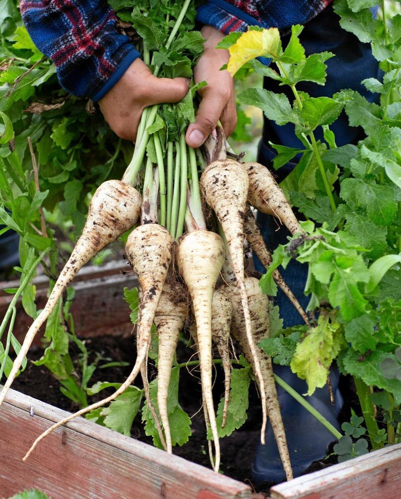 Testa att odla palsternacka. ’White King’ klarar att stå kvar under vintern och skördas tidigt på våren.