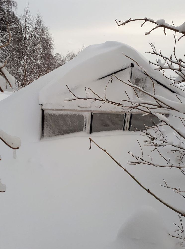 Elisabeth Engberg undrar om hon får några persikor i år... Vi håller tummarna.