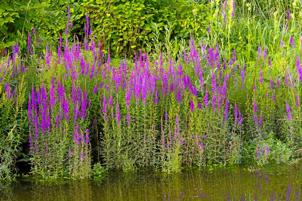 Fackelblomster ger höjd och massor med färg.