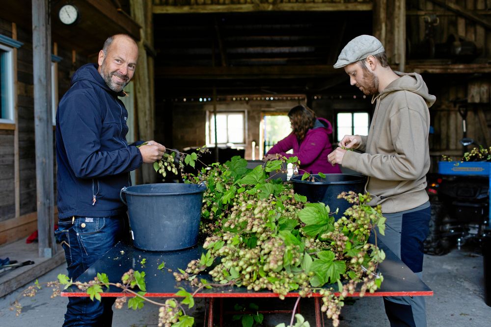 Mats och Pontus Broström hjälper till med att plocka humlekottar från rankorna.