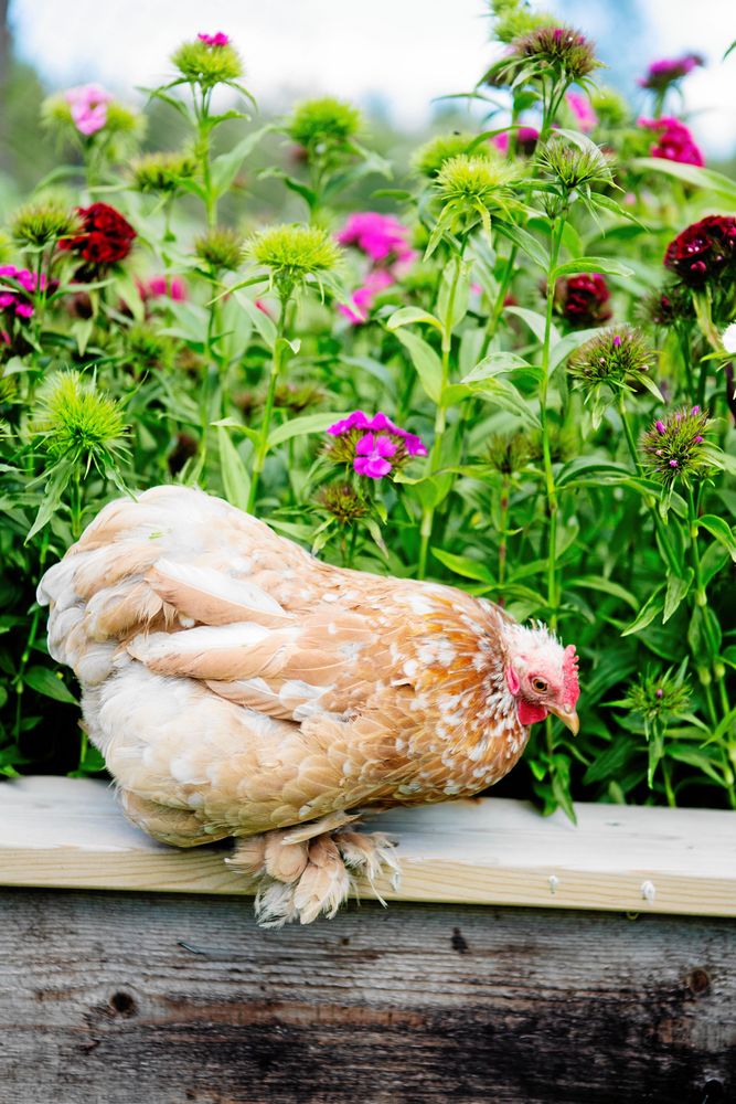 Hönan Ellen är sällskaplig av sig och följer Elisabett överallt i trädgården.