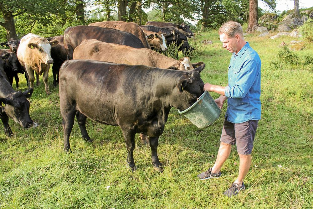 Kjell får mycket "gratismotion" som bonde.