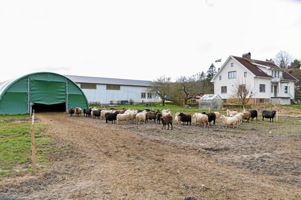 Hamragård har varit i släktens ägo sedan 1900-talets början. Johans och Camillas föräldrar bor fortfarande kvar och hjälper till med det mesta.