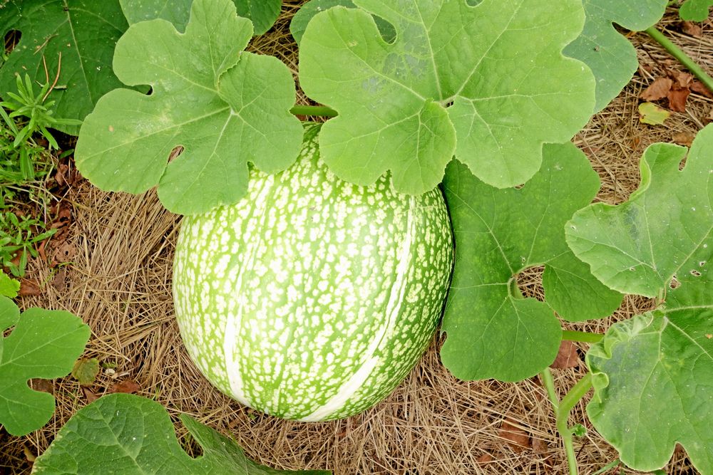 Pumpa utanpå, spagetti inuti. Finkonbladspumpan har allt.