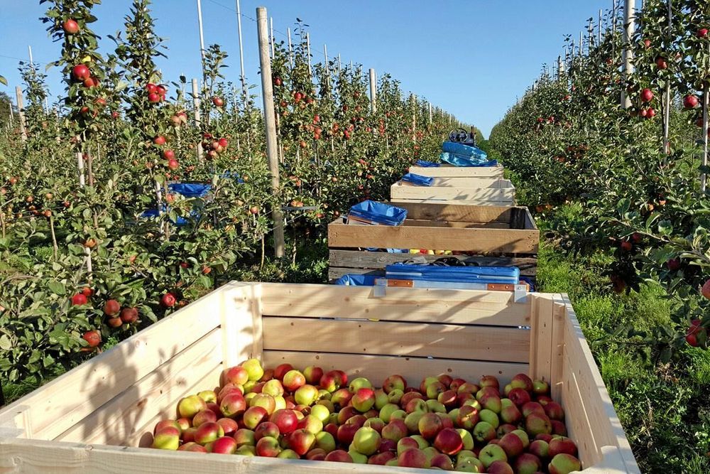 Catherine och Jan Ehrensvärd hoppas på att göra mer dryck av sina äpplen i framtiden.