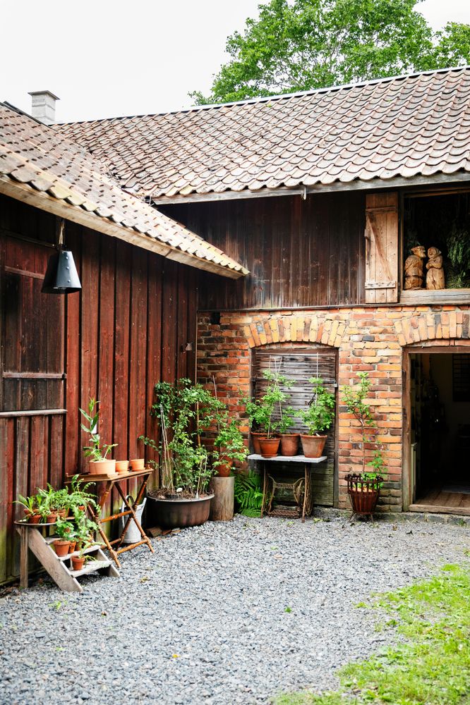 I ett hörn av gården säljer Maria plantor av Ornäsbjörk och lokala perenner.