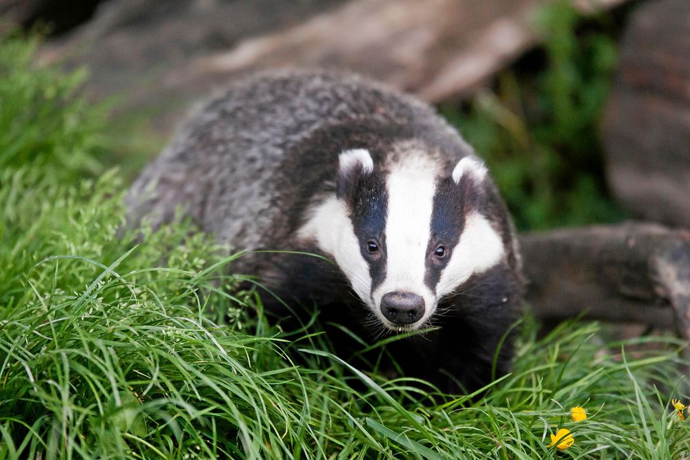 Grävling i stället för julskinka? Under brinnande krig var det en verklighet.