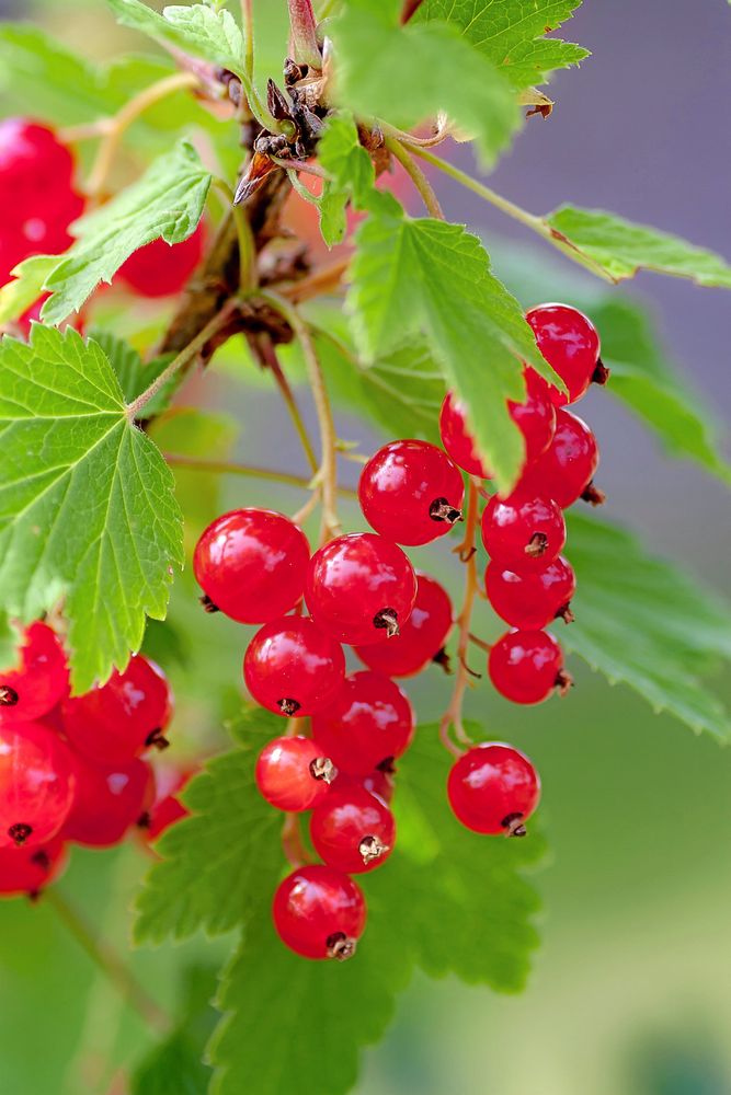 Vinbärsbuskar stimuleras att skjuta nya skott när de beskärs på vårvintern.