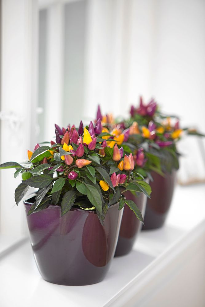 Het rad med spansk peppar. Foto: Flora dania.