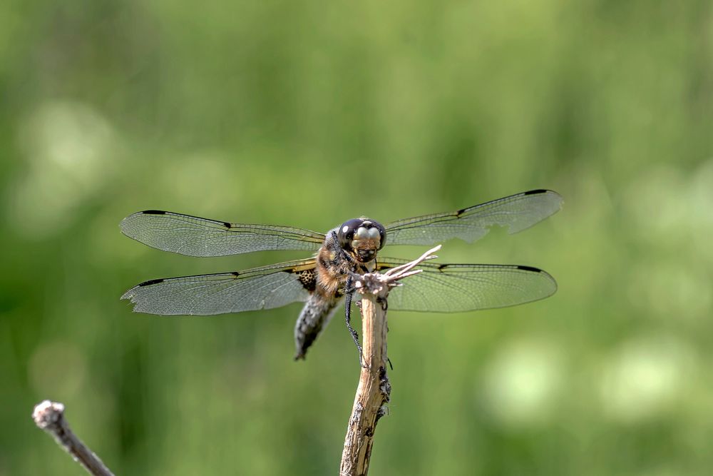 Trollsländor var de första att inta luftrummet. De är skickliga flygare som både kan stå stilla i luften och flyga baklänges.