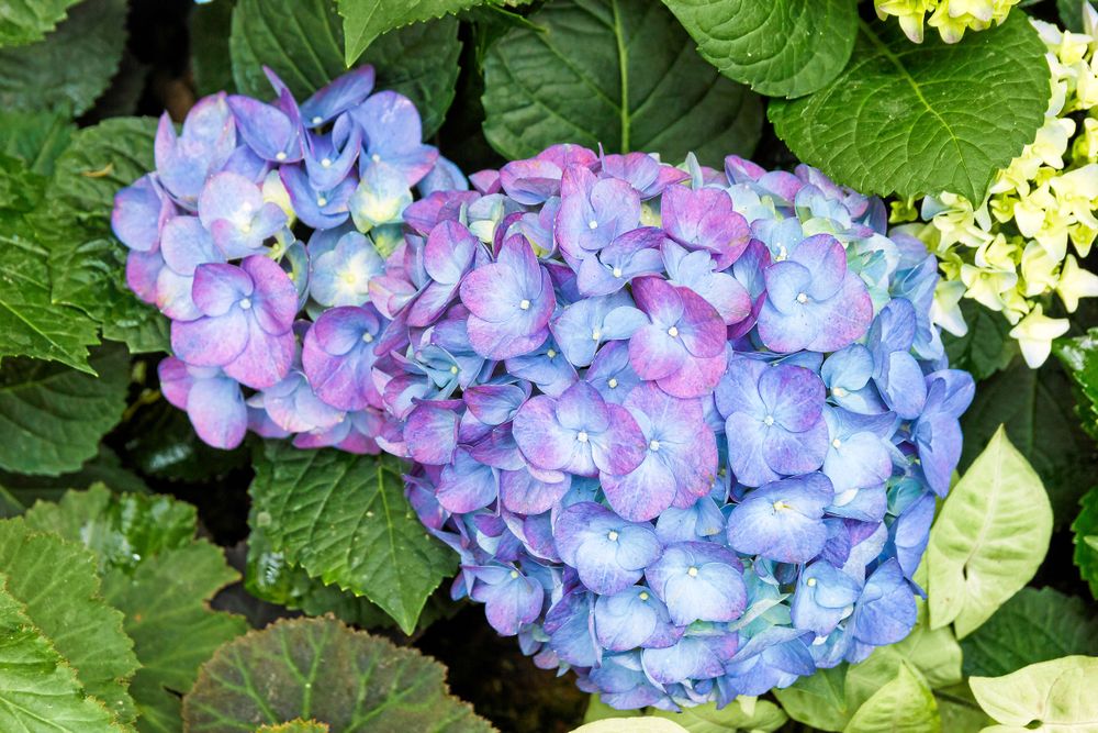 Mitt emellan. Jordens pH-värde går upp och den blå färgen ersätts med rosa.