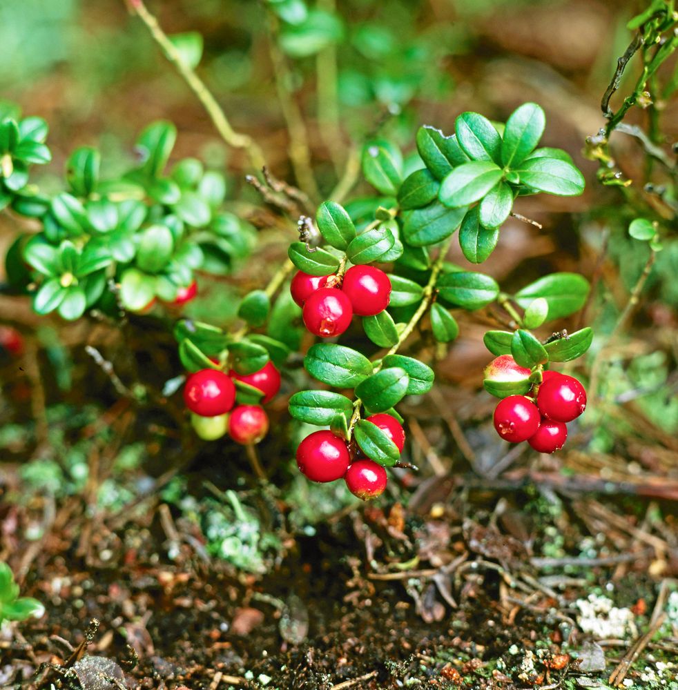 Lingonblad med inrullade kanter och en markerad mittnerv.