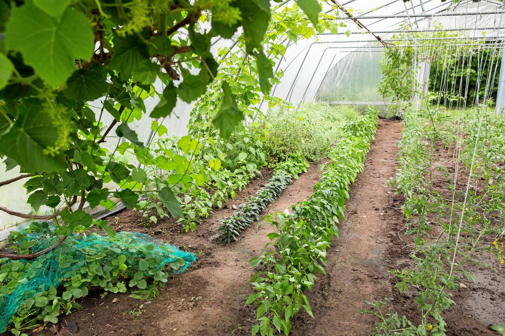 Odling i det 200 kvadratmeter stora växthuset.