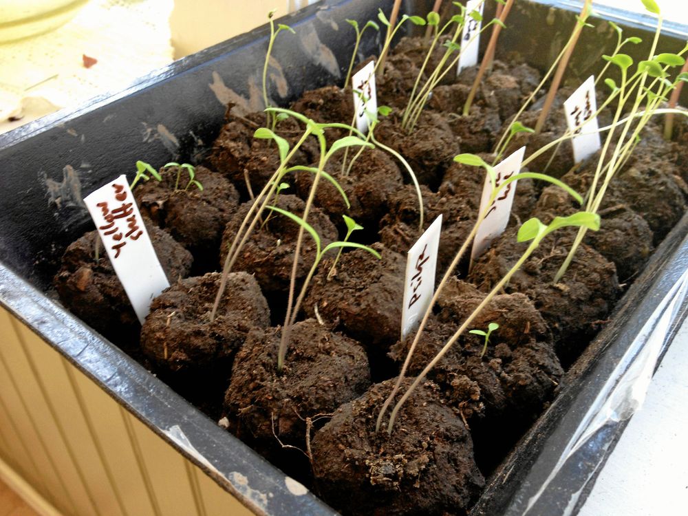 Bollar i rad. Här har varje boll fått två tomatfrön var, den minsta knipsas bort sen.